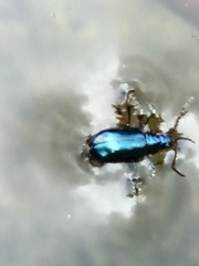 Chrysolina coerulans