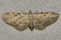Eupithecia tenuiata
