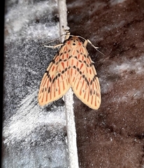 Barsine pseudoorientalis