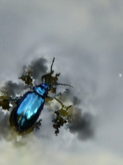 Chrysolina coerulans
