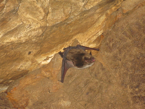 Pond Bat