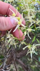 Clematis microphylla