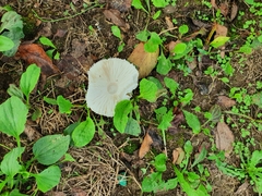Leucoagaricus barssii