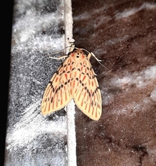 Barsine pseudoorientalis