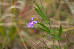 Scaevola ramosissima