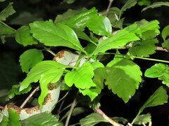 Craspedocephalus malabaricus