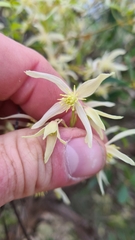 Clematis microphylla