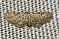 Eupithecia tenuiata