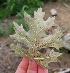 Quercus shumardii