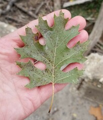 Quercus shumardii