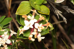 Pimelea gnidia