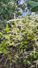 Clematis microphylla