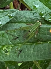 Dichromorpha viridis