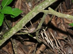 Raorchestes tuberohumerus