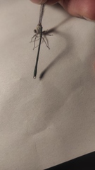 Chalcolestes viridis