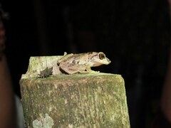 Raorchestes