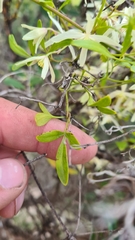 Clematis microphylla