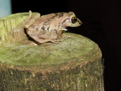 Raorchestes