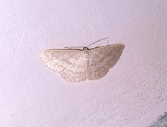 Scopula