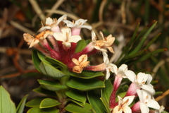 Pimelea gnidia