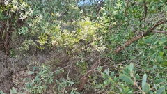 Clematis microphylla