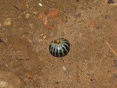 Arthrosphaera