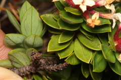 Pimelea gnidia