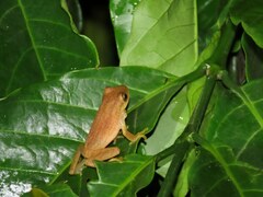 Raorchestes luteolus