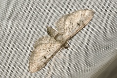 Eupithecia pauxillaria