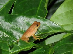 Raorchestes luteolus