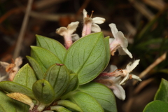 Pimelea gnidia