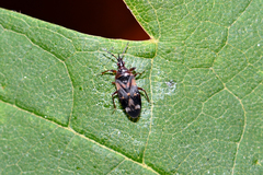 Anthocoris nemoralis