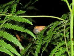 Raorchestes luteolus