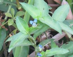 Commelina diffusa