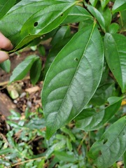 Diospyros morrisiana