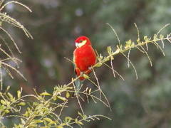 Platycercus icterotis icterotis