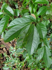Diospyros morrisiana
