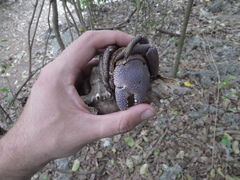 Coenobita brevimanus