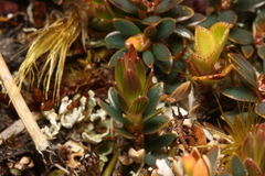 Pentachondra pumila