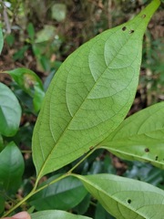 Diospyros morrisiana