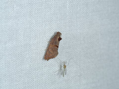 Glyphidoptera insignana