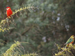 Platycercus icterotis