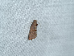 Glyphidoptera insignana