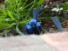 Malurus splendens splendens