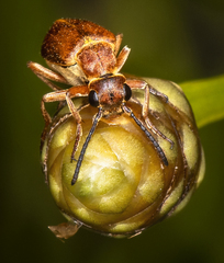 Epicauta batesii