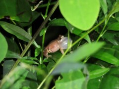 Raorchestes tuberohumerus