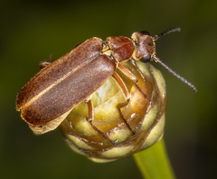 Epicauta batesii
