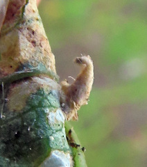 Coleophora colutella