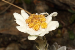 Leucogenes leontopodium