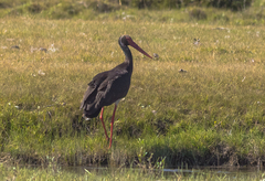 Ciconia nigra